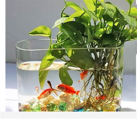 黃金葛可以放魚缸嗎|黃金葛魚缸：植物綠意與水中寧靜的結合 – 植物。